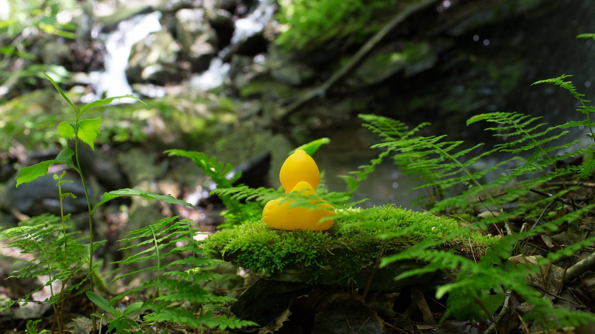 CS50 Duck around the world