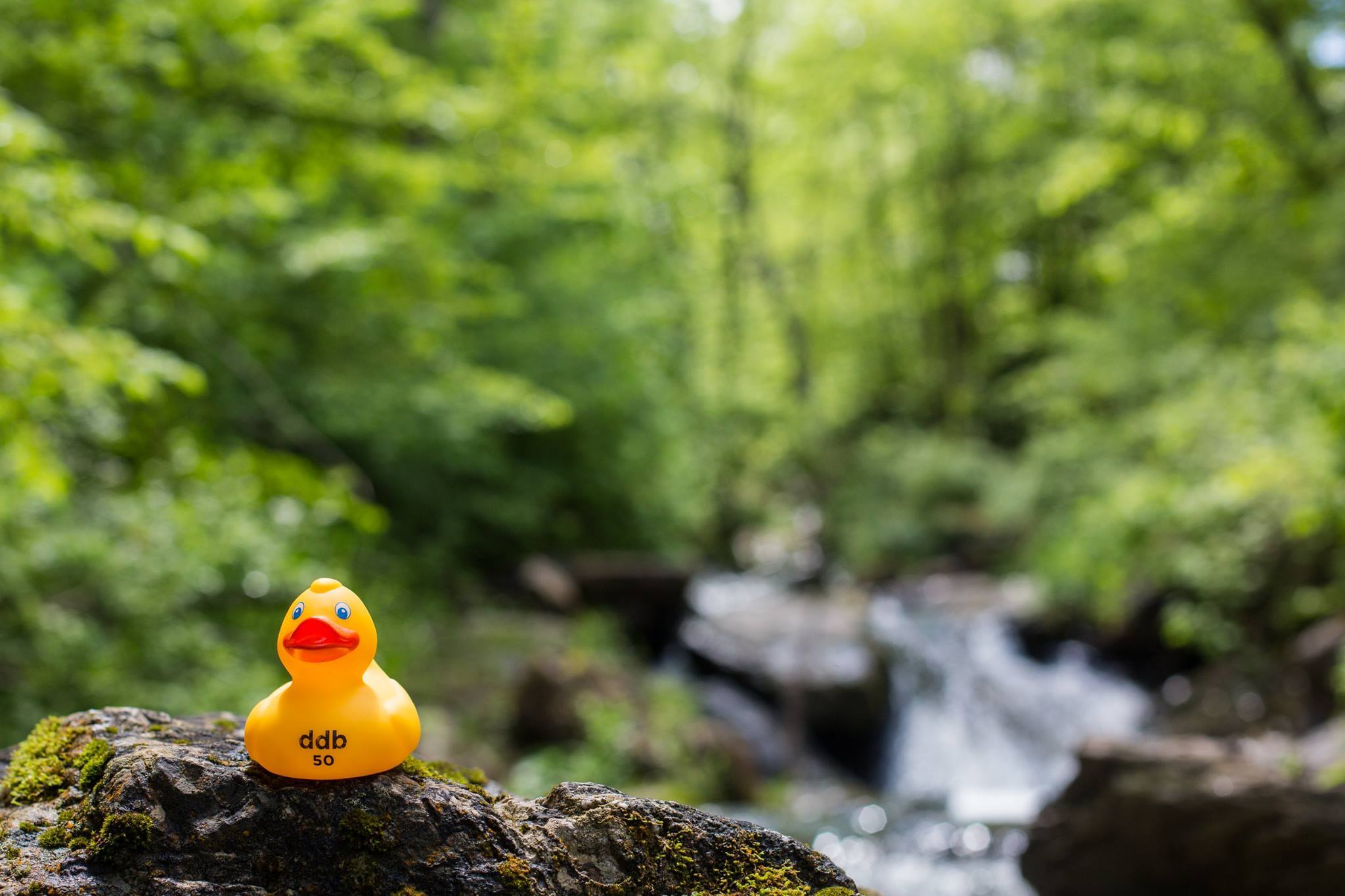 CS50 Duck around the world